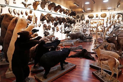 Colección de animales disecados del cazador Marcial Gómez Siquiera, fotografiados en los pabellones de caza de su casa de La Moraleja en 2019.