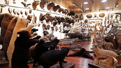 Colección de animales disecados del cazador Marcial Gómez Siquiera, fotografiados en los pabellones de caza de su casa de La Moraleja en 2019.