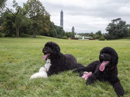Bo y Sunny,  en el Jard&iacute;n Sur de la Casa Blanca, en Washington. 
