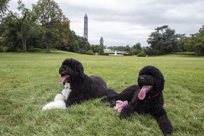 Bo y Sunny,  en el Jard&iacute;n Sur de la Casa Blanca, en Washington. 