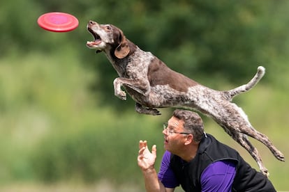 Um cão e seu dono competem em um torneio de Dogfrisbee em Erftstadt (Alemanha).