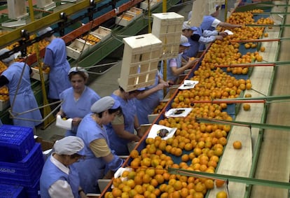 Empleadas de una empresa de manipulación de frutas.