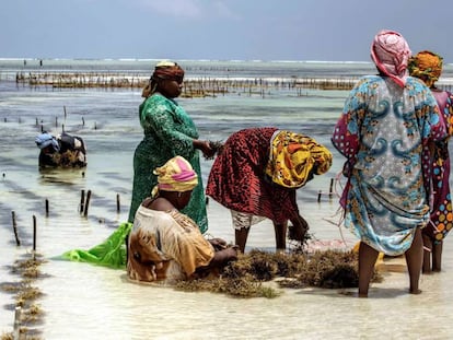 Un grupo de mujeres recoge un cultivo de algas a orillas del océano Índico en Bjwejuu, en la isla tanzana de Zanzíbar.