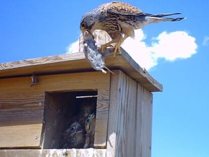 Un cern&iacute;calo vulgar lleva un roedor a sus pollos, en una de las cajas nido instaladas para el control biol&oacute;gico en la provincia de Palencia. 