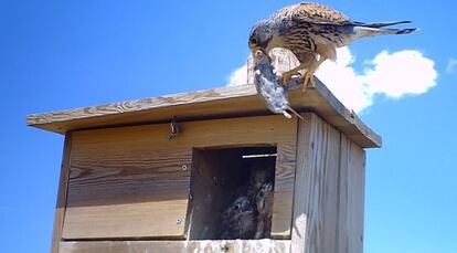 Un cernícalo vulgar lleva un roedor a sus pollos, en una de las cajas nido instaladas para el control biológico en la provincia de Palencia.