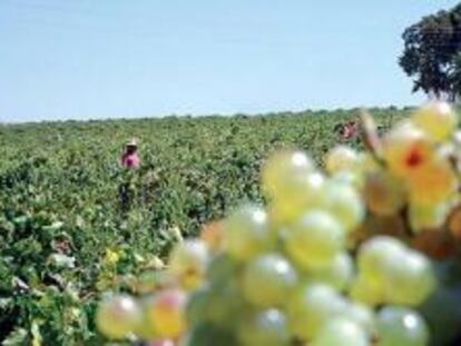 Jerez experimenta con 40 nuevas variedades de vino tinto