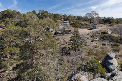 Panorámica del monte Pinar de los Belgas, ubicado en Rascafría (Madrid).