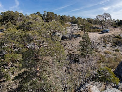 Panorámica del monte Pinar de los Belgas, ubicado en Rascafría (Madrid).