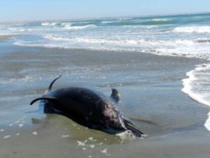 Cientos de delfines se han encontrado muertos a lo largo de la costa peruana en lo que va de año.