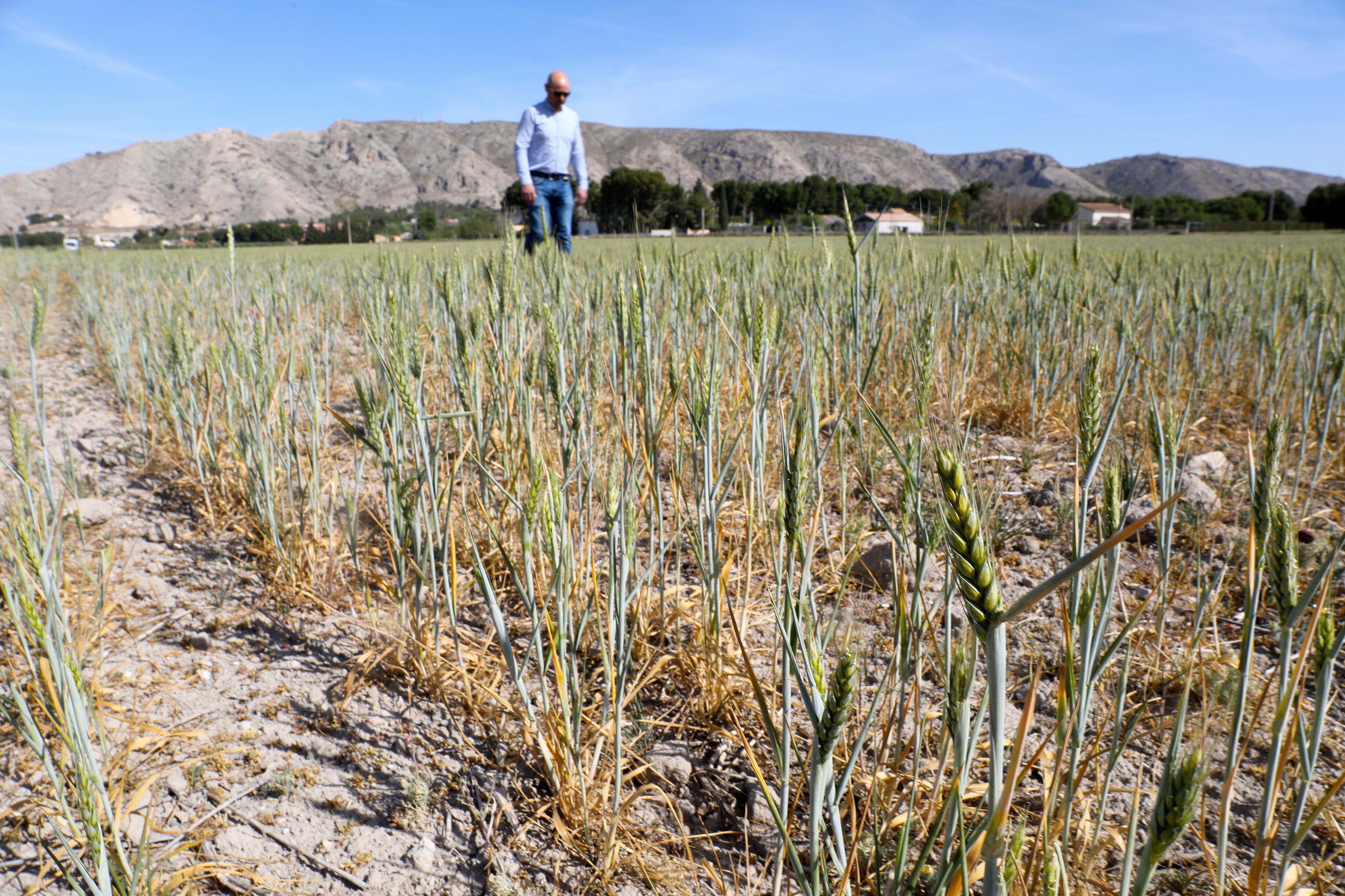 Campo de trigo afectado por la sequía enLas Tiesas, en Villena.