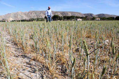 Campo de trigo afectado por la sequía en
Las Tiesas, en Villena.