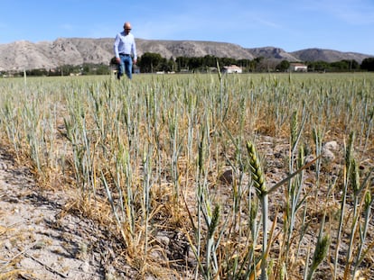 Campo de trigo afectado por la sequía en Villena (Alicante), a mediados de mayo.