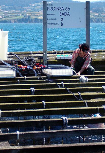 Una investigadora analiza los mejillones en las bateas de Lorbé.