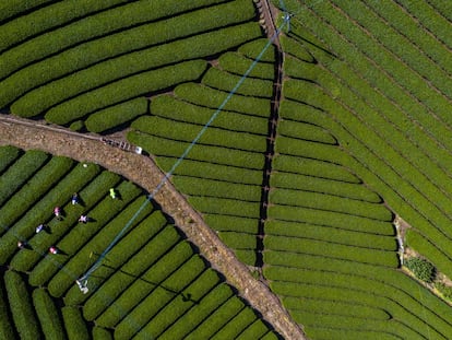 Vista aérea de una cosecha de té en Shizuoka (Japón).