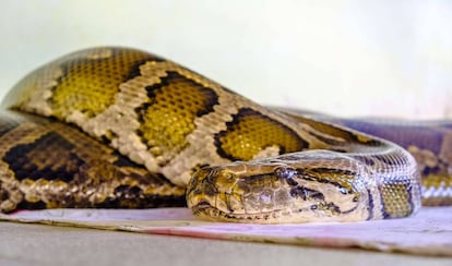 Una pitón gigante, en una imagen tomada en Myanmar.