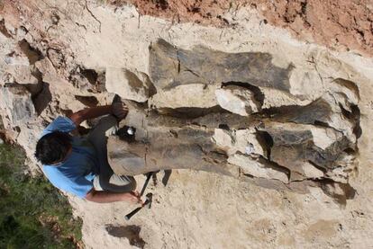 El fémur de casi dos metros de longitud de dinosaurio durante la excavación