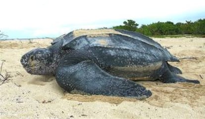 Varias poblaciones de tortugas laúd han seguido disminuyendo de tamaño a pesar de que las de muchas otras especies se han recuperado.