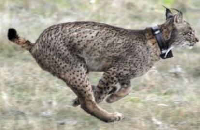 Un ejemplar de lince ibérico liberado.