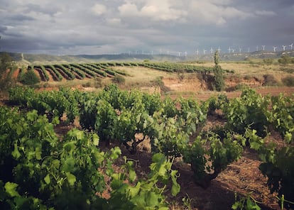 Viñedos del municipio de Quel en Rioja Oriental con molinos de la Sierra de Yerga al fondo.