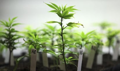 EE UU permite el cultivo de cannabis con fines medicinales.