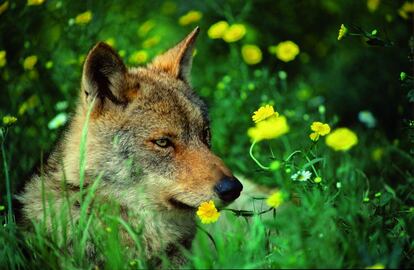 Como el lince, el lobo está en plena recuperación. Seis manadas (unos 40 ejemplares) de las 270 que hay en España pueblan las 64.660 hectáreas del Parque Nacional de los Picos de Europa.