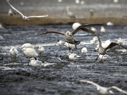 Gaviotas en l´Albufera.