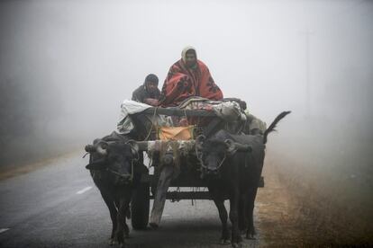 Unos hombres nepalíes viajan en un carro tirado por bueyes en una fría mañana en el distrito de Kailali, en Nepal.