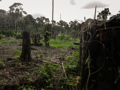Deforestación en el Amazonas, Colombia, en 2023.