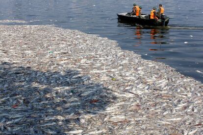 Soldados recogen peces muertos flotando en el Lago del Oeste de Hanói (Vietnam).