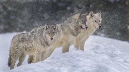 Lobos grises en Yellowstone.