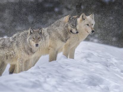 Lobos grises en Yellowstone.