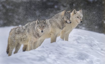Lobos grises en Yellowstone.