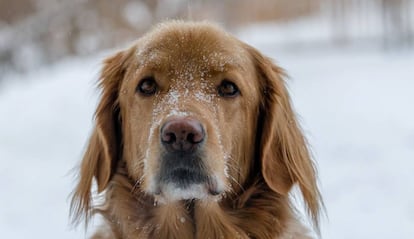 Perro bajo la nieve.