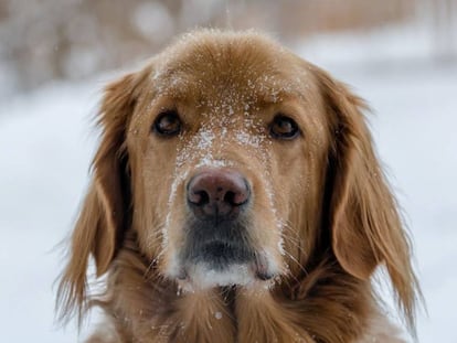 Perro bajo la nieve.