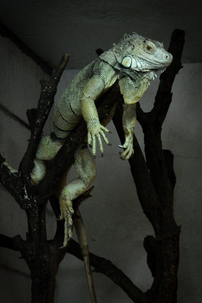 Una iguana del centro de recuperación de fauna silvestre ubicado en Tres Cantos (Madrid), administrado por el Gobierno regional.