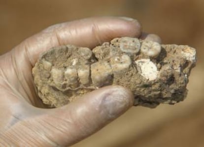 Detalle de la dentadura humana hallada en el Turuñuelo.