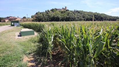 Una de las plantaciones que podr&iacute;an haber provocado la filtraci&oacute;n. 