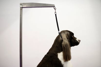 Cullen, un ejemplar de Springer Spaniel de Charleston (Carolina de Sur), espera en una tabla de preparación antes de una prueba.