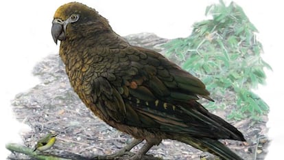 Recreación del loro gigante 'Heracles inexpectatus'.