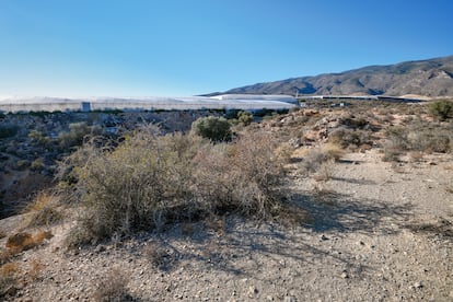 Una artinera, arbusto arborescente que puede alcanzar los cuatro metros, junto a invernaderos ilegales construidos en el LIC Artos de El Ejido (Almería). CEDIDA POR ECOLOGISTAS EN ACCIÓN