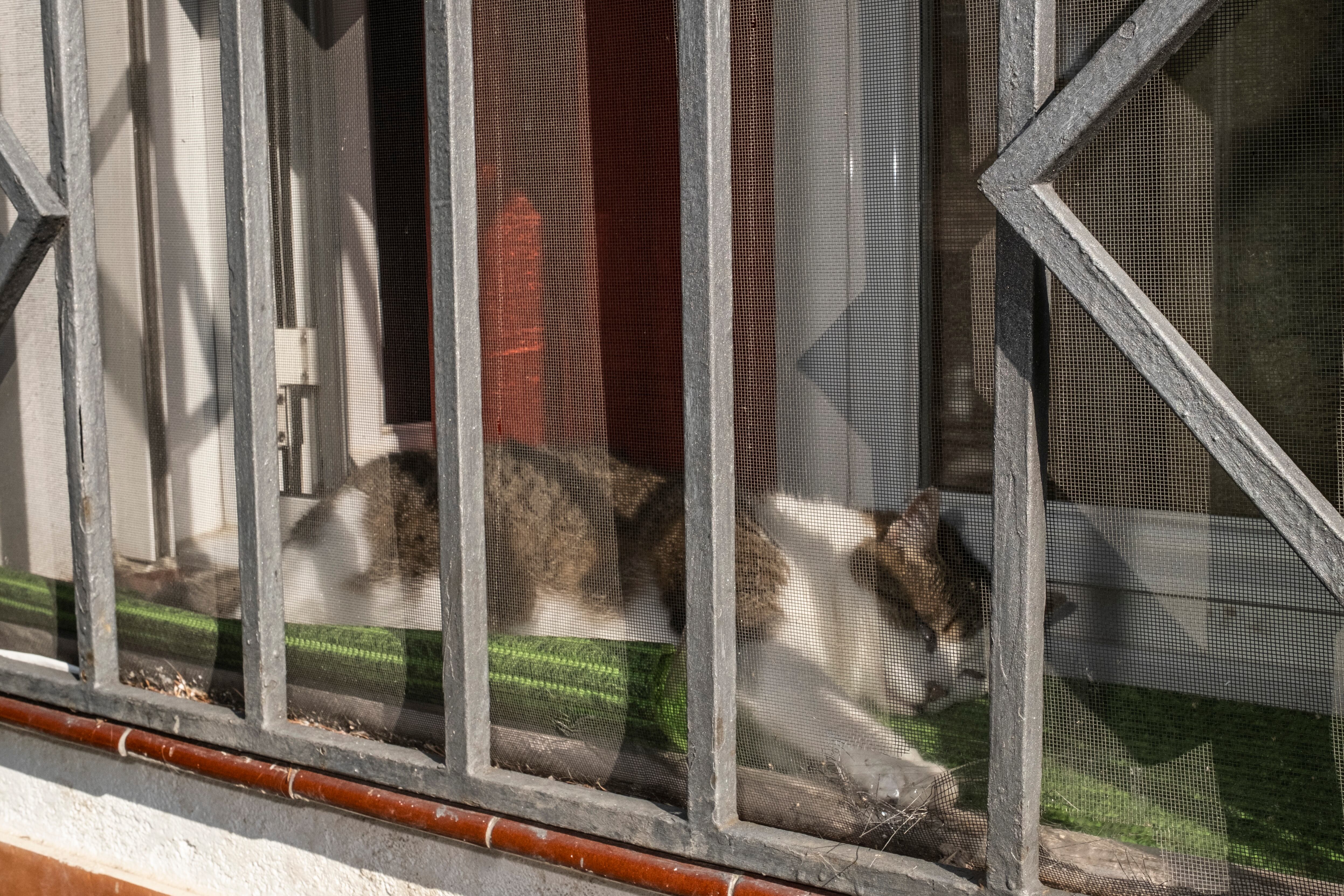 Un gato en una ventana de la colonia Lucero.