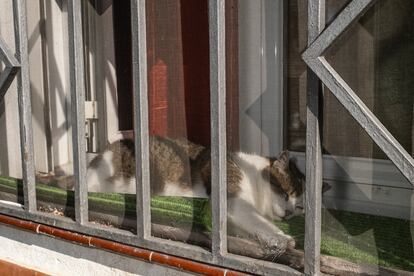 Un gato en una ventana de la colonia Lucero.