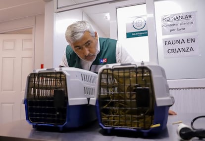 José Guajardo Reyes, director del SAG, observa las jaulas de dos animales rescatados tras los incendios.