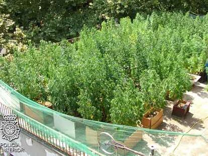 Una de las plantaciones de marihuana en una terraza.