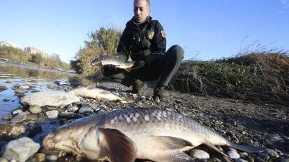 Peixos morts en l'abocament al riu Besòs, el desembre del 2019.