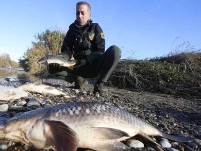 Peixos morts en l'abocament al riu Besòs, el desembre del 2019.