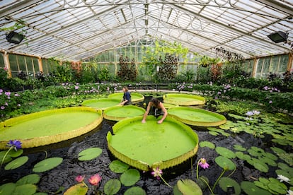 Nenufares gigantes Kew Gardens