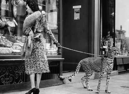 Phillys Gordon.

La que fuera una de las primeras grandes estrellas del séptimo arte fue fotografiada en una céntrica calle londinense en 1939 yendo de compras acompañada de su mascota, nada menos que un elegante leopardo.