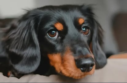 Imagen creada por la inteligencia artificial de Imagen 2 de Google a partir de un comando de texto: "perro de raza Dachshund de pelo largo sobre un sofá".