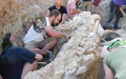 Columna dorsal del saurópodo de hace 145 millones de años que durante estos días excava el Colectivo Arqueológico y Paleontológico de Salas, C.A.S en Torrelara